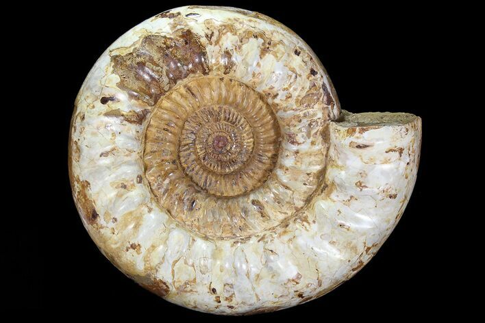 Huge, Jurassic Ammonite Fossil - Madagascar #74847